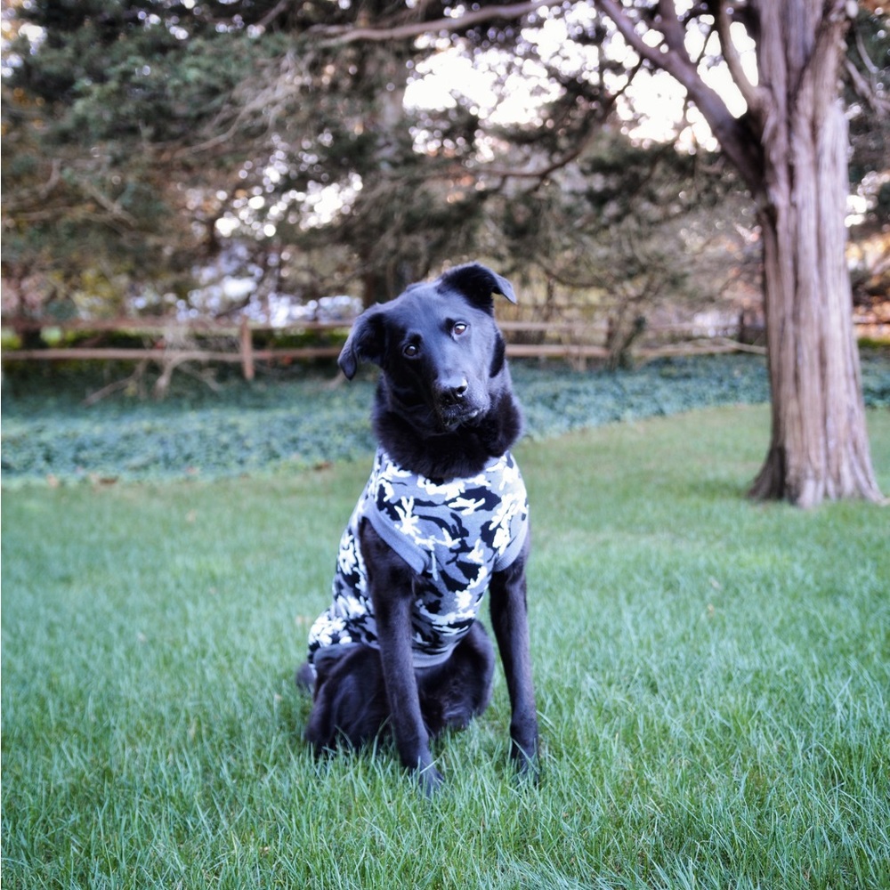 Glow-In-The-Dark Dog Sweater